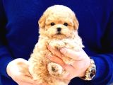 ZEKI AKILLI TOY POODLE COCUKLARIM 