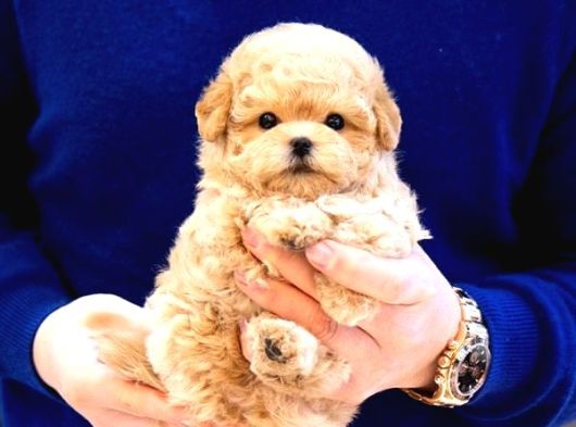 Zeki Akilli Toy Poodle Cocuklarim 