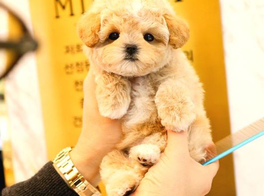 Sevgi Dolu Toy Poodle Yavrularim