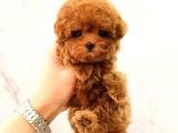 Sevgi Dolu Toy Poodle Yavrularim 