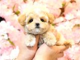 Sevgi Dolu Toy Poodle Yavrularim