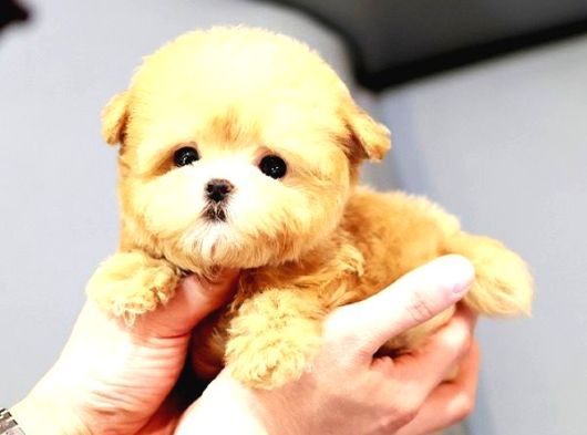 Kore Maltipoo Cocuklarim   görsel