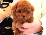 Red Brown Toy Poodle Bebeklerimiz