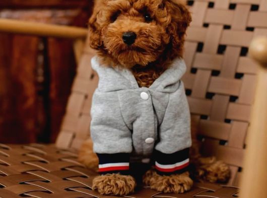Irk Ve Sağlık Garantili Aşıları Tam Toy Poodle görsel