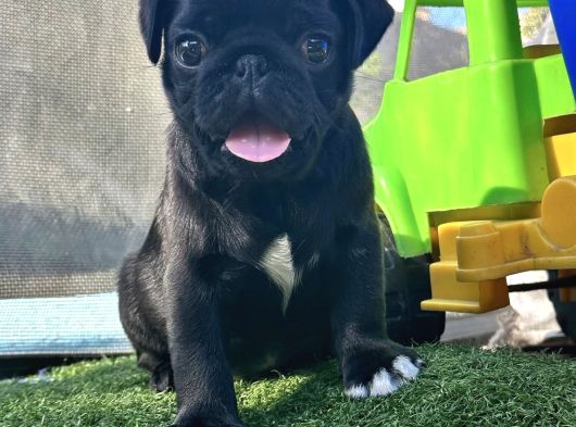 Safkan Si̇yah Pug Yavrulari