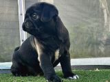 Safkan Si̇yah Pug Yavrulari