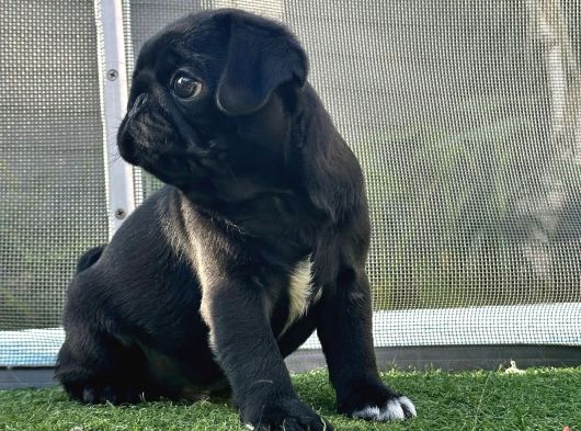 Safkan Si̇yah Pug Yavrulari görsel