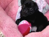 ŞİŞKO PUG YAVRULARI