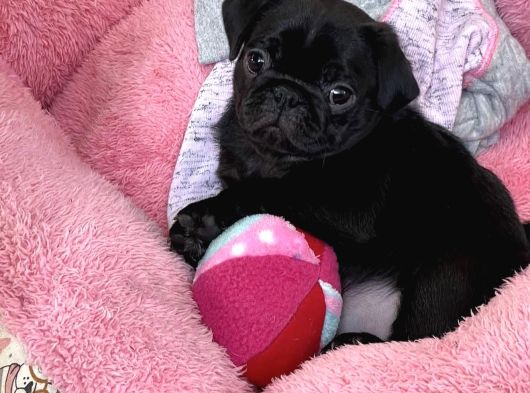 Şi̇şko Pug Yavrulari