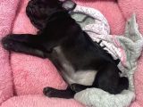 Şi̇şko Pug Yavrulari