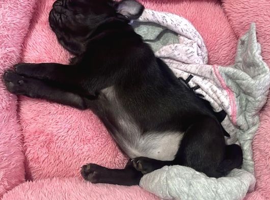 Şi̇şko Pug Yavrulari görsel