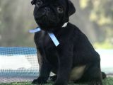 SİYAH PUG MOPS YAVRULARI
