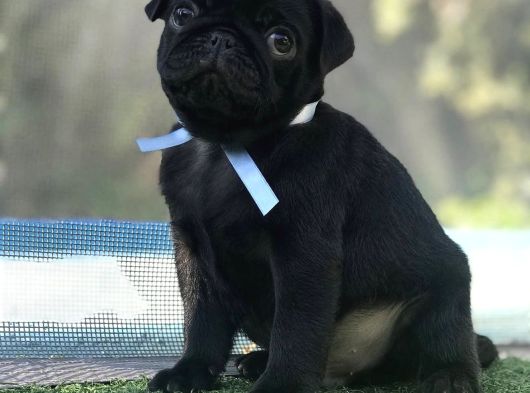 Si̇yah Pug Mops Yavrulari