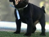 Si̇yah Pug Mops Yavrulari