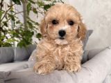 SİZE ÖZEL SAFKAN MALTİPOO YAVRULARIMIZ
