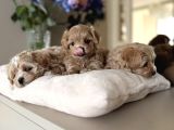 TEACUP SAFKAN MALTİPOO YAVRULARIM