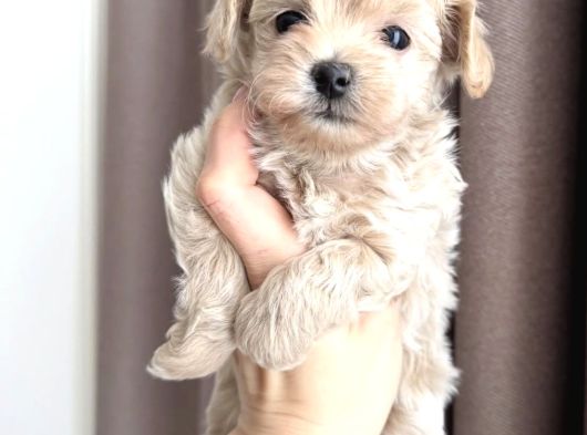 Pamuk Gi̇bi̇ Malti̇poo Yavrularim görsel