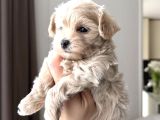 PAMUK GİBİ MALTİPOO YAVRULARIM