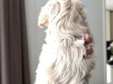Pamuk Gi̇bi̇ Malti̇poo Yavrularim