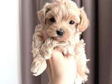 YUMOŞ YUMOŞ MALTİPOO YAVRULARI