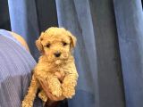 TOY POODLE BEBEKLERİM SENİ BEKLİYOR