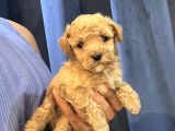 Toy Poodle Bebekleri̇m Seni̇ Bekli̇yor