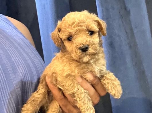Toy Poodle Bebekleri̇m Seni̇ Bekli̇yor görsel