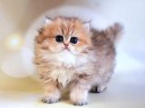 Dikkat Çeken Blackgolden British Longhair