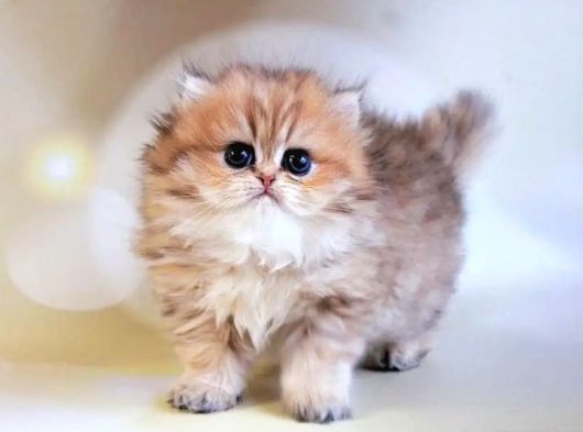 Dikkat Çeken Blackgolden British Longhair