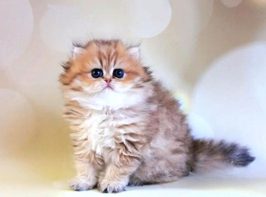 Dikkat Çeken Blackgolden British Longhair görsel