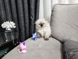 Aile Sıcaklığnda Büyüyen  Scottish Fold British Yvrlr