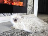 Aile Sıcaklığnda Büyüyen  Scottish Fold British Yvrlr