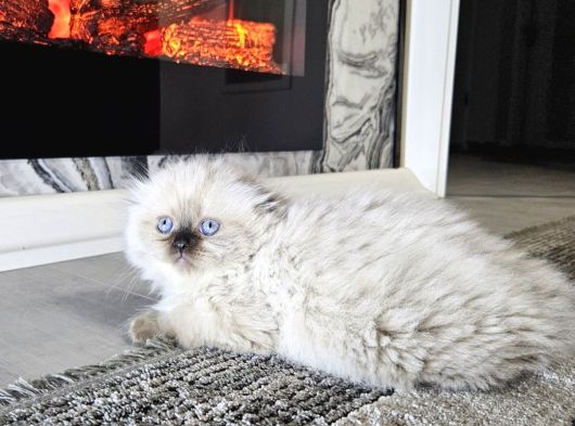 Aile Sıcaklığnda Büyüyen  Scottish Fold British Yvrlr görsel