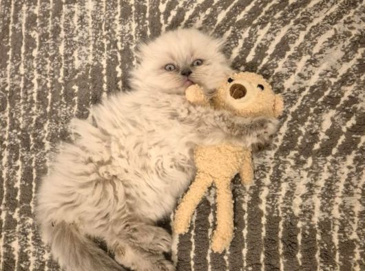 Aile Sıcaklığnda Büyüyen  Scottish Fold British Yvrlr görsel