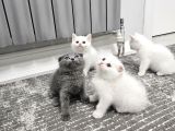 Aile Sıcaklığnda Büyüyen  Scottish Fold British Yvrlr