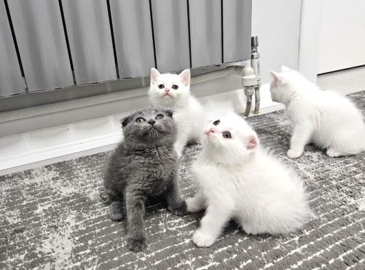 Aile Sıcaklığnda Büyüyen  Scottish Fold British Yvrlr görsel