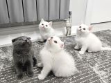 Aile Sıcaklığnda Büyüyen  Scottish Fold British Yvrlr