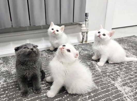 Aile Sıcaklığnda Büyüyen  Scottish Fold British Yvrlr görsel