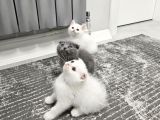 Aile sıcaklığnda büyüyen  scottish fold british yvrlr