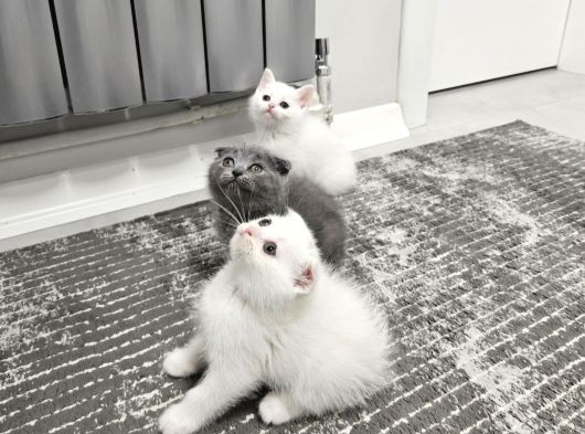 Aile Sıcaklığnda Büyüyen  Scottish Fold British Yvrlr