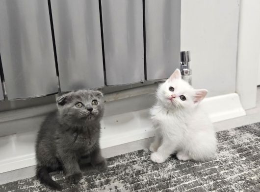 Aşılı Sağlık Kontrolünden Geçen Bebeklerim görsel