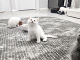 Aile Sıcaklığnda Büyüyen  Scottish Fold British Yvrlr