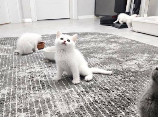 Aile Sıcaklığnda Büyüyen  Scottish Fold British Yvrlr görsel