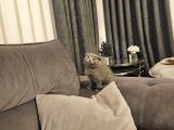 Aile Sıcaklığnda Büyüyen  Scottish Fold British Yvrlr