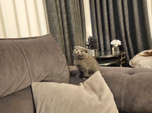 Aile Sıcaklığnda Büyüyen  Scottish Fold British Yvrlr görsel