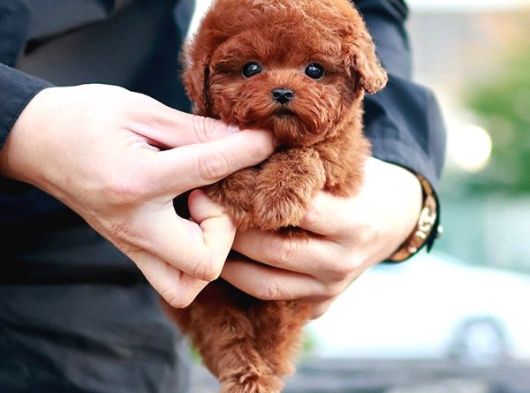 Korean Toy Poodle Yavrularim