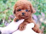 Korean Toy Poodle Yavrularim