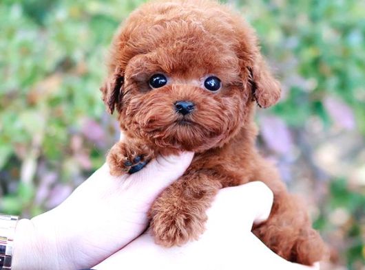 Korean Toy Poodle Yavrularim görsel