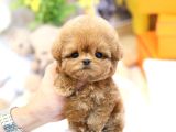 Evinizin Gozdesi Toy Poodle Yavrularim 