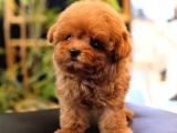 Sevgi Dolu Toy Poodle Yavrularim 